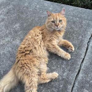 Found Cat Unknown