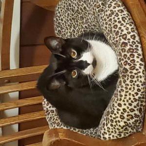Image of Tucker, Lost Cat