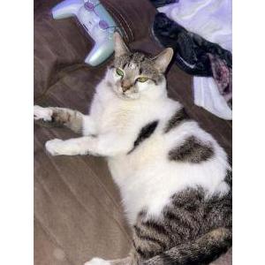 Lost Cat Tidder