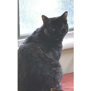 Image of Misha, Lost Cat
