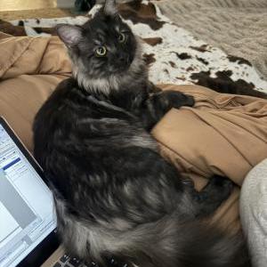 Image of Humo, Lost Cat