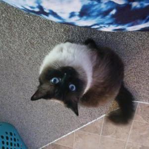 Lost Cat Little Lady