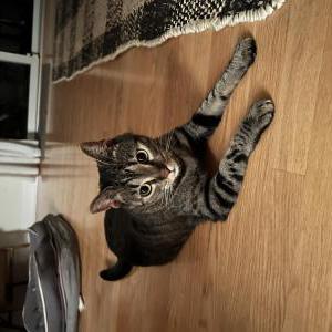 Image of Hemi, Lost Cat