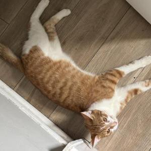 Image of Andy hicks, Lost Cat