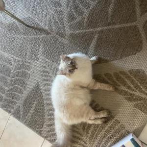 Image of Snow, Lost Cat