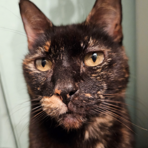Image of Zoe, Lost Cat