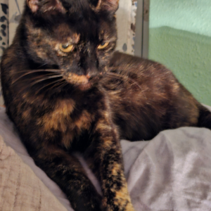 2nd Image of Zoe, Lost Cat
