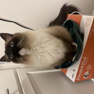 Image of Edmond, Lost Cat