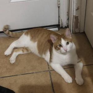 Lost Cat El Bitcho