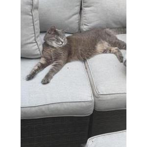Image of Jerome, Lost Cat
