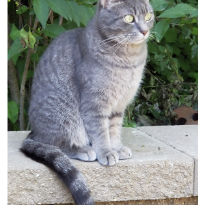 Image of KitKat, Lost Cat