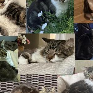 Image of Mow Mow / Kitten, Lost Cat