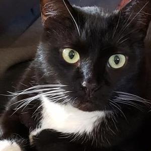 Lost Cat Tuck