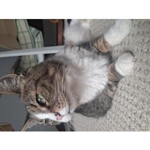 Lost Cat Beebo