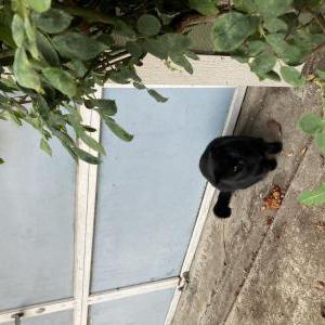 Found Cat Unknown