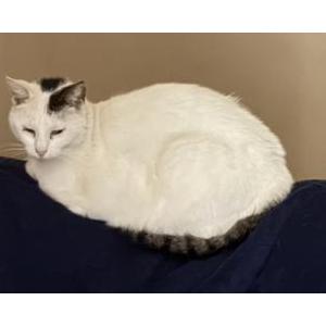 Image of Spot, Lost Cat