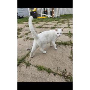 Lost Cat Maryjane