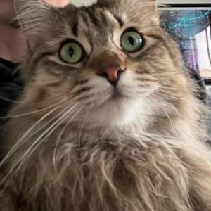 Image of Gypsy, Lost Cat