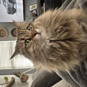 2nd Image of Gypsy, Lost Cat