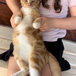 Lost Cat Cowboy