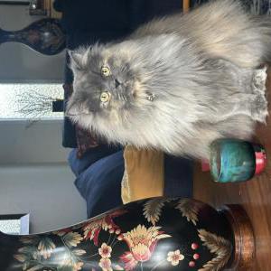 Image of Diana, Lost Cat