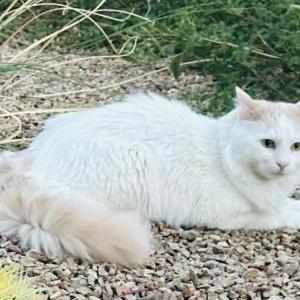 Lost 2 SPITZY (NV)