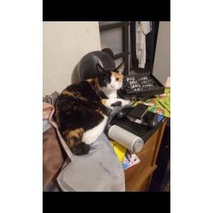 Lost Cat Peach
