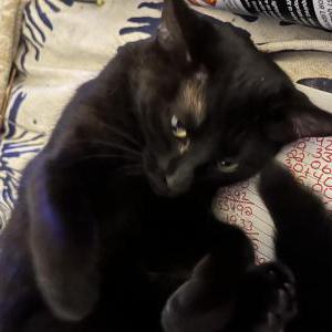 Lost 2 Ebony (GA)