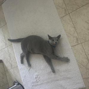 Image of Mika, Lost Cat