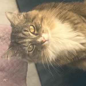 Image of Misu, Lost Cat
