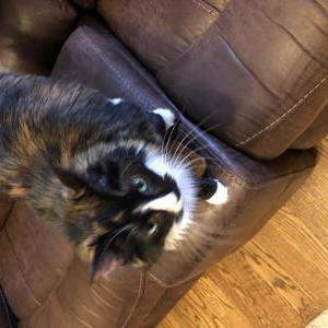 Lost Cat Sprinkles