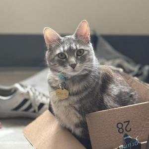 Image of Mijs, Lost Cat