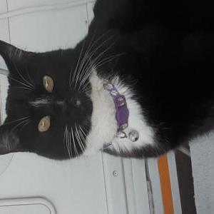 Lost Cat Tinker bell