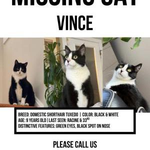 Image of Vince, Lost Cat