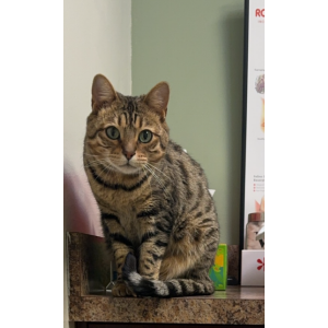 Lost Cat Taco