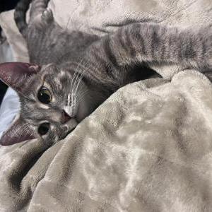 Lost 2 Scoutie (TX)