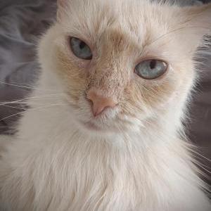 Lost Cat Snowy