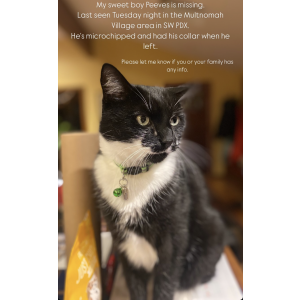 Image of Peeves, Lost Cat