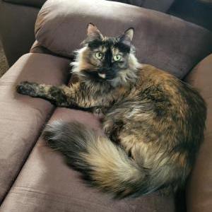 Lost 2 Mocha (IL)
