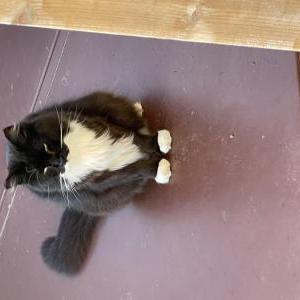 2nd Image of Chonchito, Lost Cat
