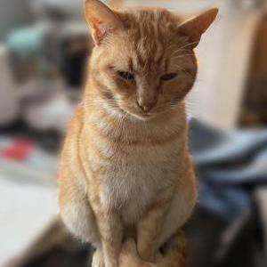 Lost Cat Lemon