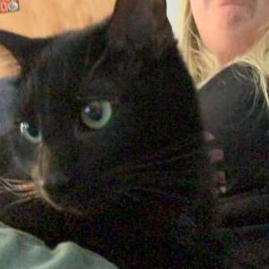 Lost Cat Bear