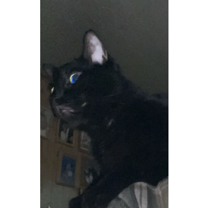 2nd Image of Bear, Lost Cat