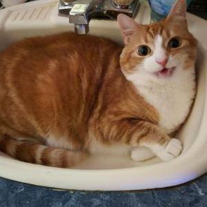Lost Cat Princess Peach