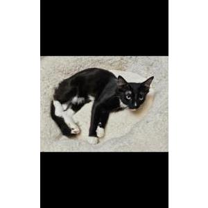 Image of Harris, Lost Cat