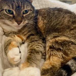 Image of Katherine (Kittygirl), Lost Cat