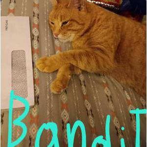 Lost Cat Bandit