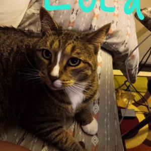 Lost Cat Lola