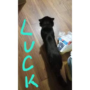 Lost Cat Lucky