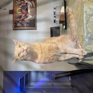 Image of Pelusa, Lost Cat